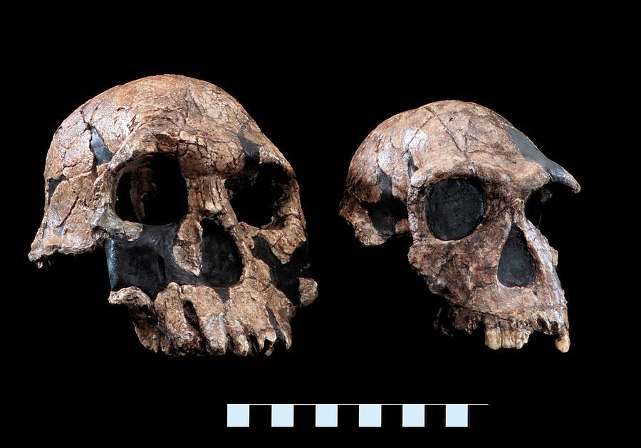 جمجمة  الإنسان القديم في كهف أفريقي!