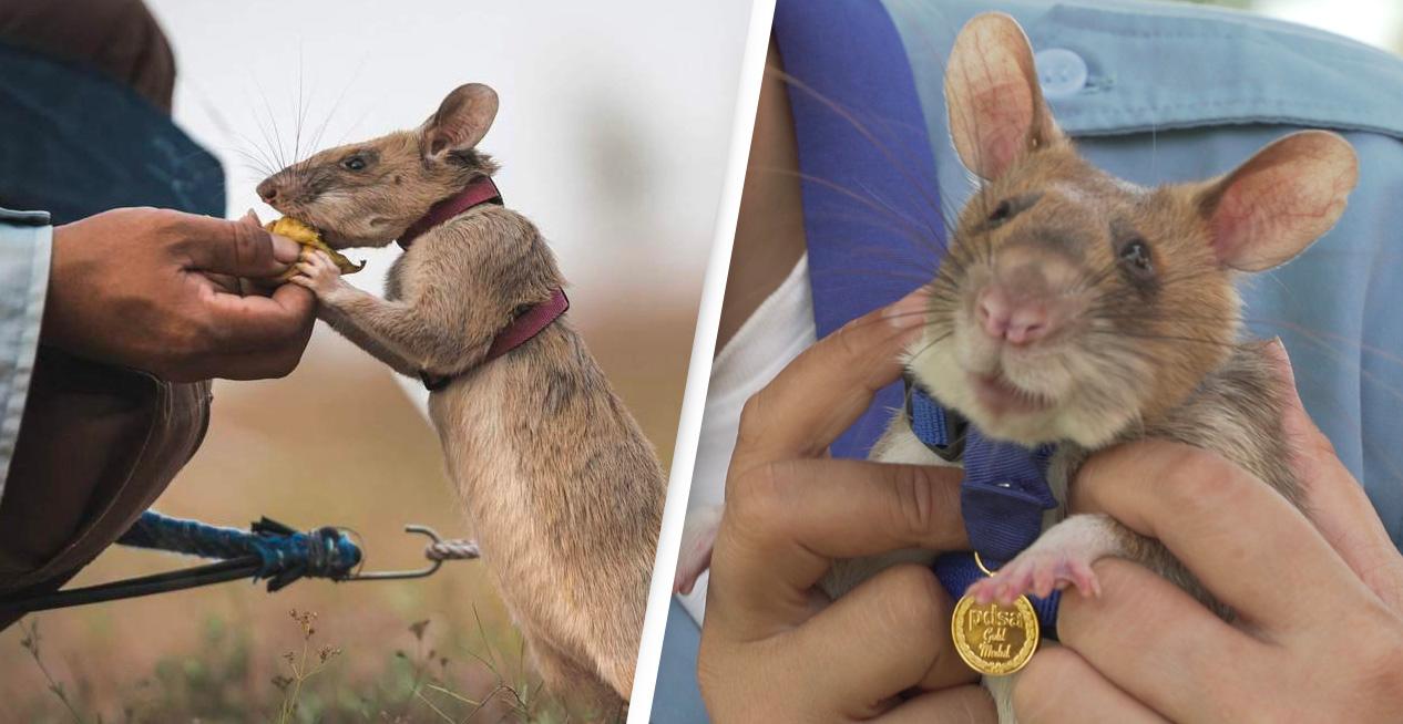 موت “ماجاو”، ذلك الفأر الذي أنقذ الكثيرين من 100 لغم!