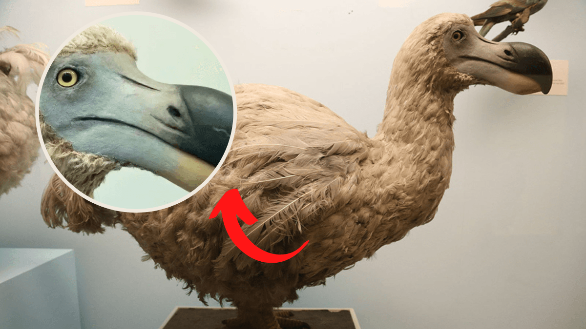 شركة تكنولوجيا حيوية تخطط لإعادة طائر الدودو المنقرض إلى الحياة