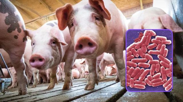 دراسة: يمكن للخنازير أن تنقل جراثيم خارقة قاتلة إلى البشر!