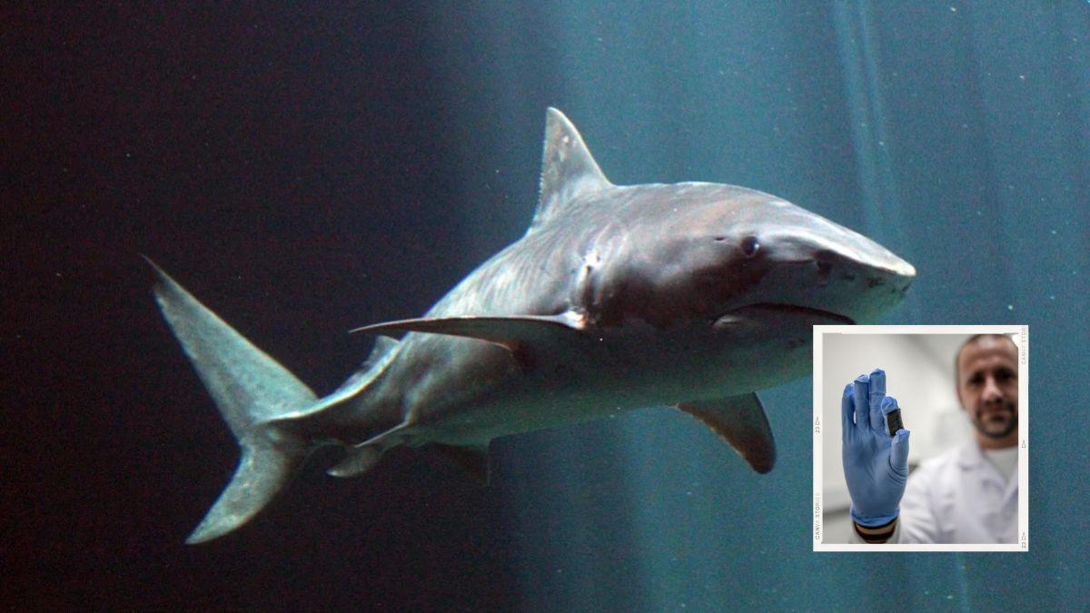عاش قبل 135 مليون سنة ويسحق فريسته بأسنانٍ مسطحة... اكتشاف نوع جديد من القرش