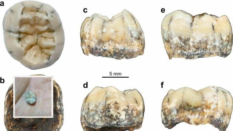 العثور على أسنان عمرها 130 ألف عام لطفل من نوعٌ منقرضٌ من البشر!