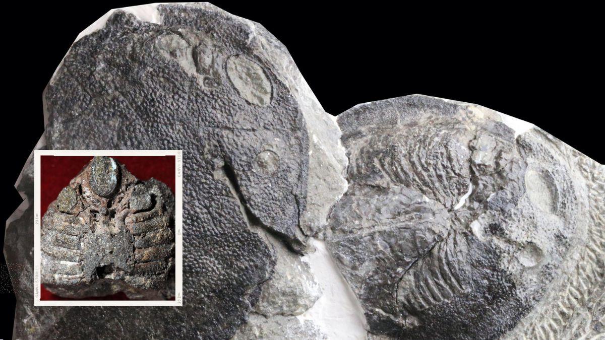 أحفورة صينية عمرها 419 مليون عام تظهر أن الأذن الوسطى البشرية تطورت من خياشيم الأسماك