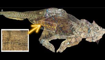 علماء يكتشفون أقدم سُرة في حفرية لديناصور عاش خلال العصر الطباشيري بالصين