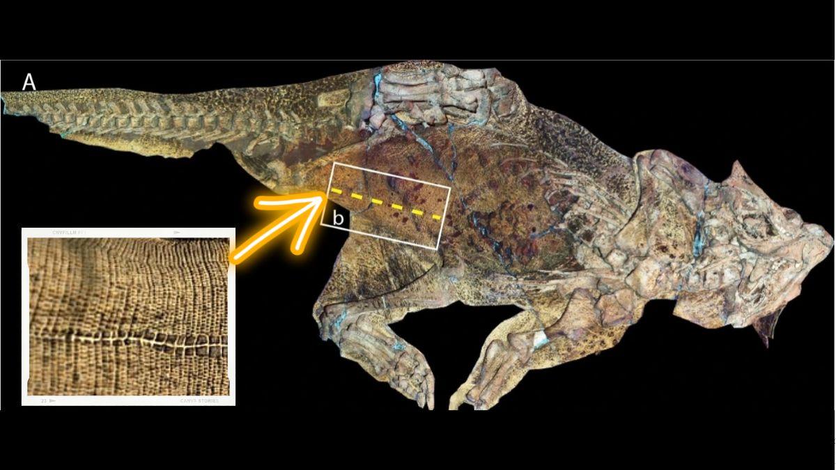 علماء يكتشفون أقدم سُرة في حفرية لديناصور السيتاكوصور بالصين