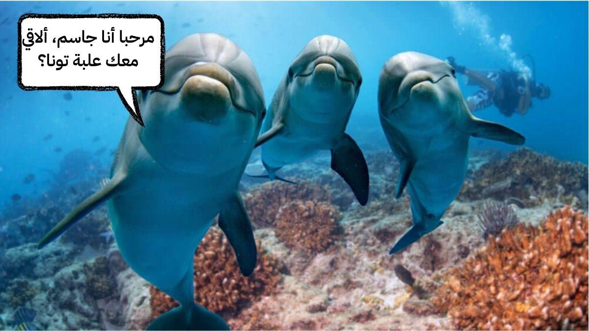 جاسم، محمود أوسلطان...كيف تختار الدلافين أسماؤها؟