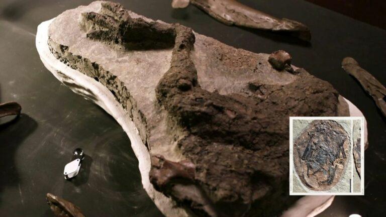 اكتشاف أحفورة ديناصور تعود إلى يوم ضرب الكويكب الأرض وقضى على الديناصورات