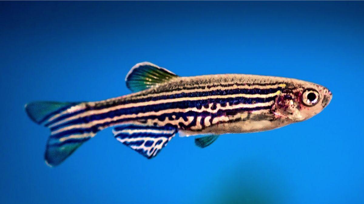 أسماك الزرد تساعد في علاج القلب التالف… دراسة جديدة تؤكد ذلك