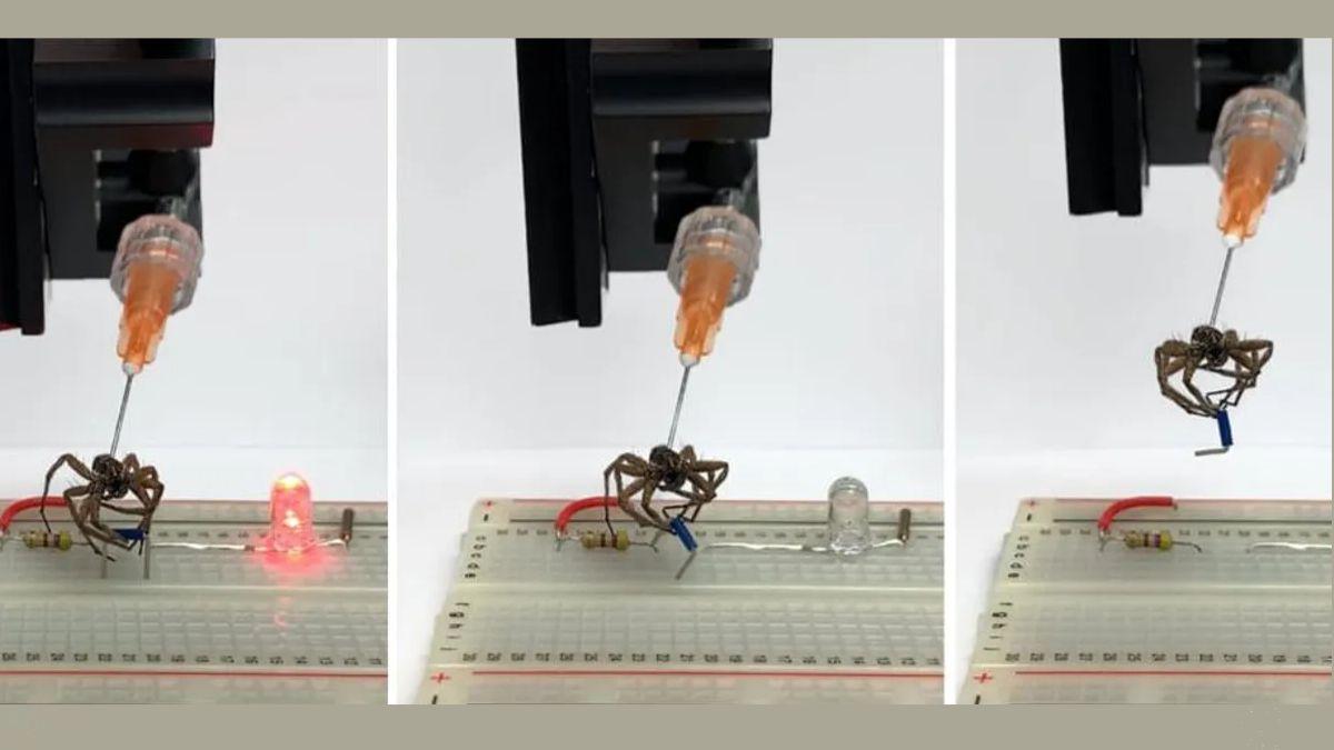 علماء يحولون العناكب الميتة إلى روبوتات تلتقط الأشياء الدقيقة!