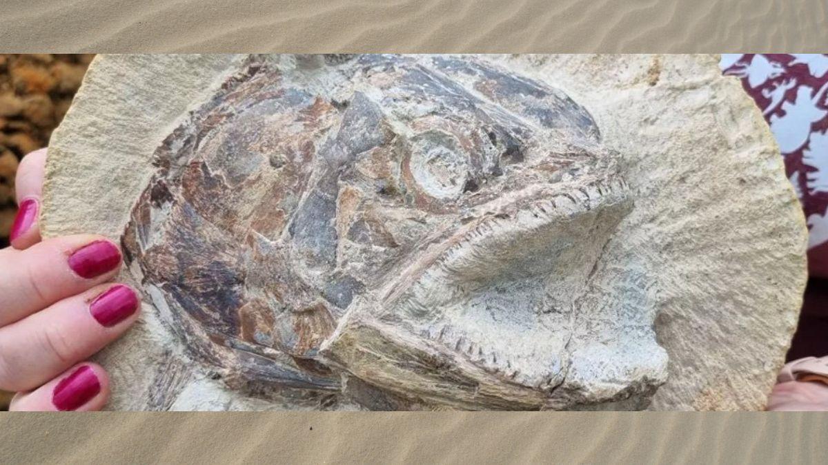 ثلاثية الأبعاد ومن 145 مليون سنة… أحفورة سمكة عملاقة تبدو كأنها تخرج من الصخر