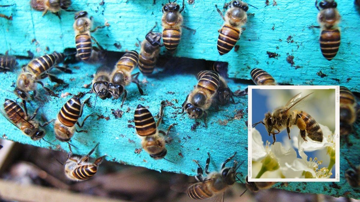 اكتشاف حقيقة مدهشة عن النحل تفوق كل ما نعرفه عنها حتى اليوم!