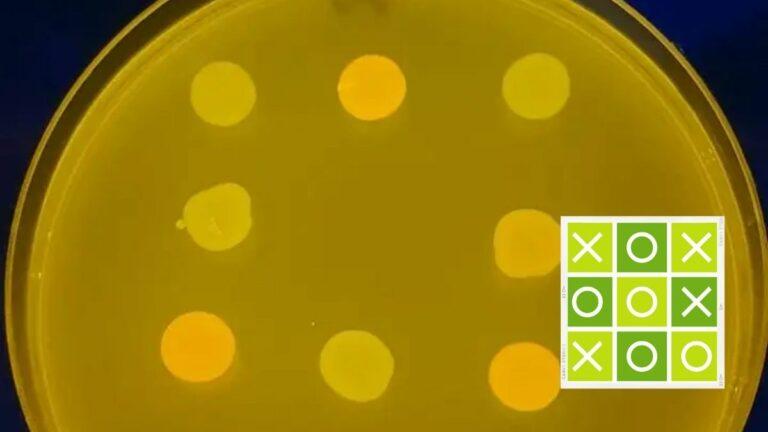 علماء يعلمون بكتيريا معدلة وراثيًا كيف تلعب "X،O" وتربح!
