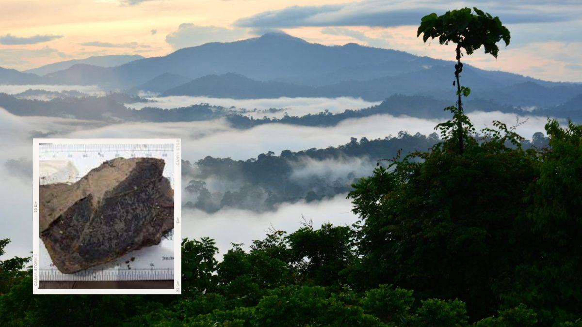 كشفت أحافير في جزيرة بورنيو عن غابة قديمة عمرها 4 ملايين عام!