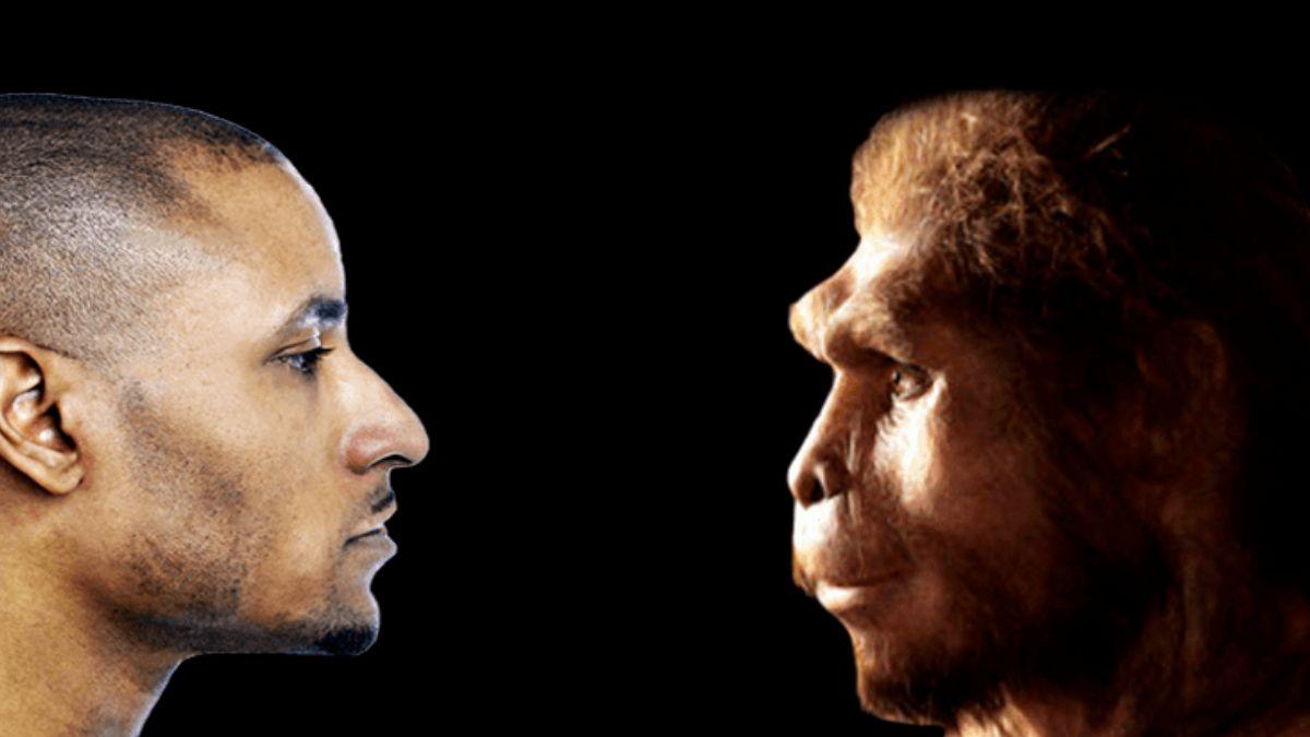 دراسة تكشف اختلافات مذهلة في تطور دماغ الإنسان الحديث عن إنسان النياندرتال!