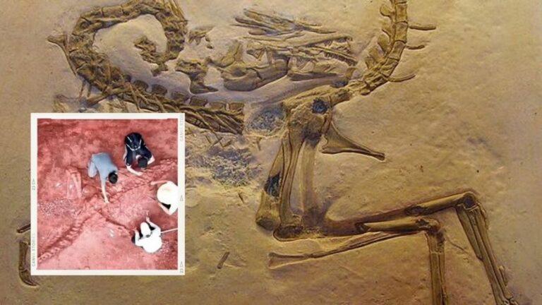 اكتشاف أحفورة ديناصور كاملة تقريبًا يعود تاريخها إلى 125 مليون سنة!
