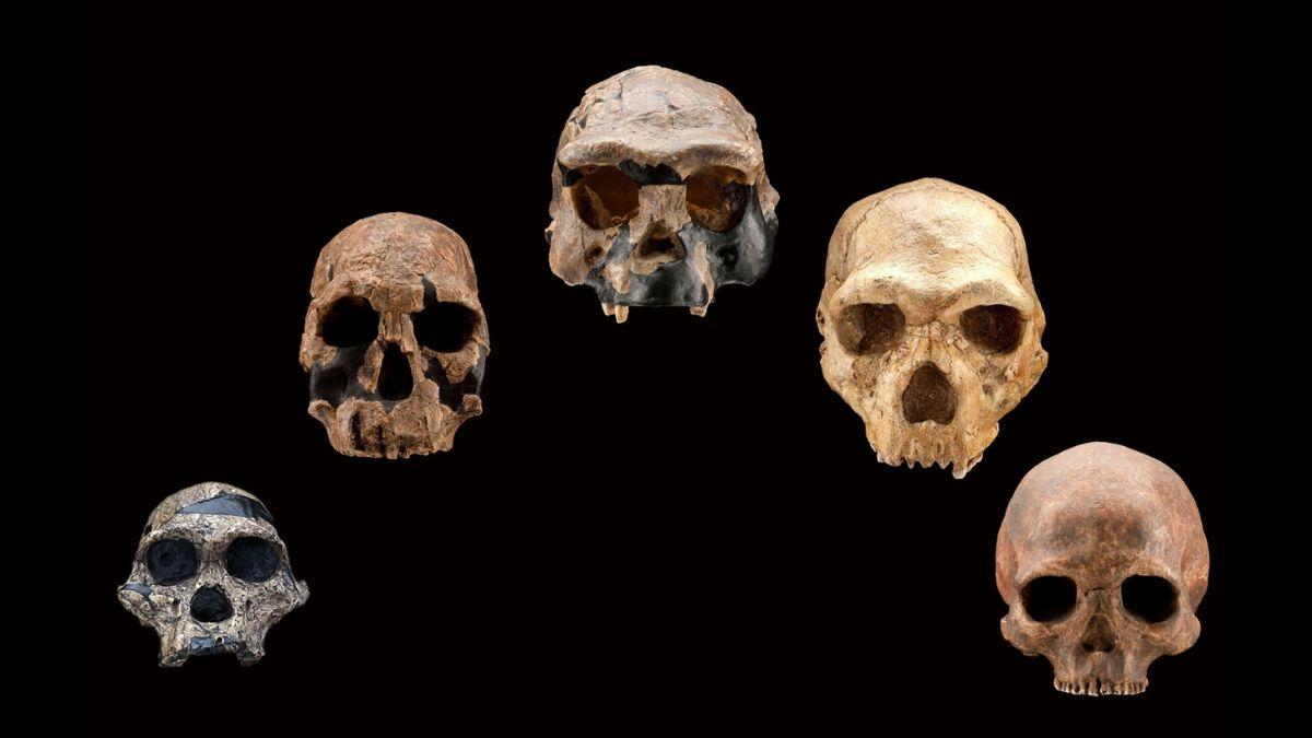 الذكاء الصنعي يكتشف نوعًا ثالثًا "شبح" من البشر بطلته مراهقة عمرها 50 ألف عام