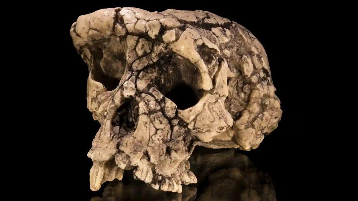 أقدم إنسان أم مجرد شمبانزي؟ أحفورة عمرها 7 مليون سنة تثير الجدل بين العلماء