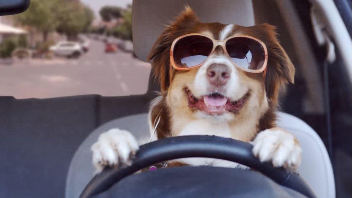 كلب "يقود سيارة" بشكلٍ متهور متسببًا بحادث حطّم مركبتين!