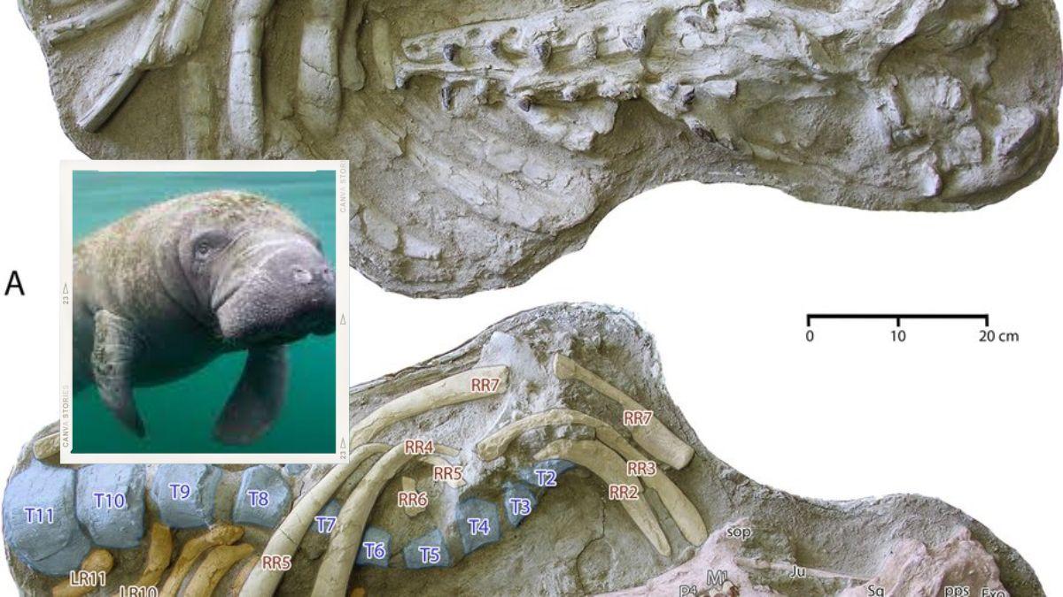 اكتشاف حفريات لـ "أبقار البحر" تعود لملايين السنين بالمغرب!