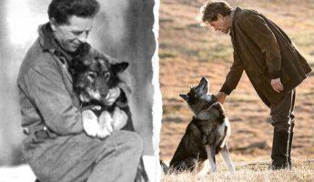 صنفته التايم كأنبل حيوان في التاريخ.. حكاية Togo الكلب الذي أنقذ الأطفال وركض 420 كيلو مترًا!