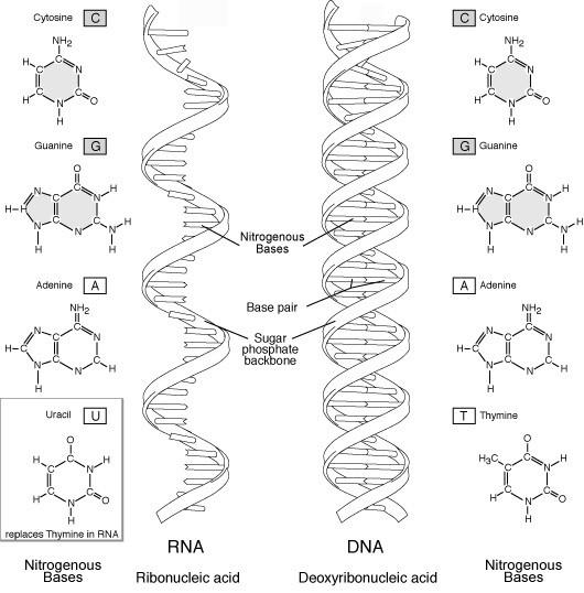 مصطلحات فيزيائية - دي ان اي DNA و RNA