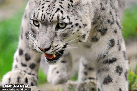 نمر ثلجي Snow leopard