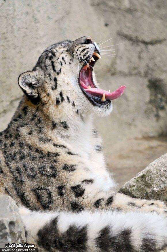 نمر ثلجي Snow leopard يتثاءب
