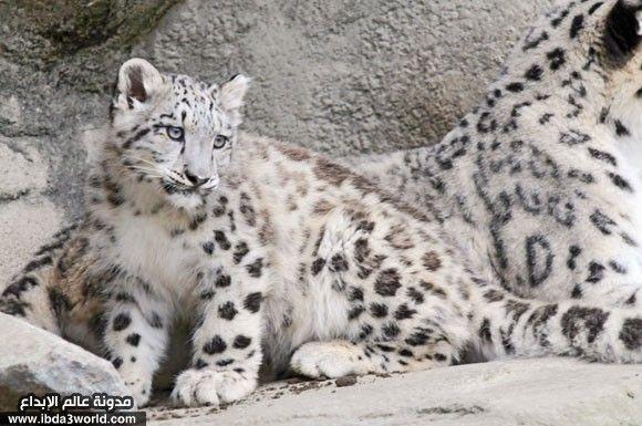 نمر ثلجي Snow leopard - 1