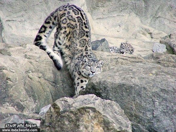 نمر ثلجي Snow leopard