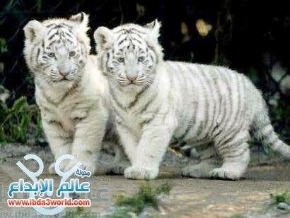 النمر الأبيض The White Tiger