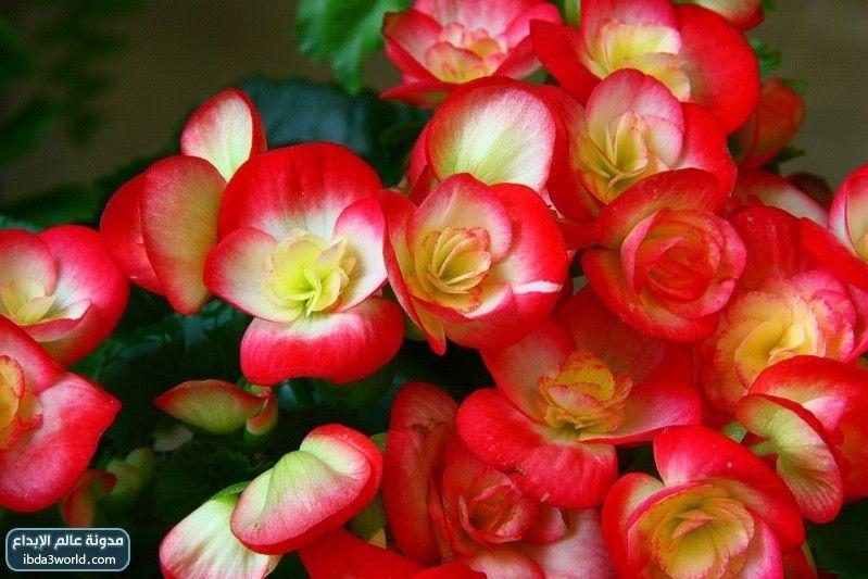 اجمل زهور: زهرة البيجونيا