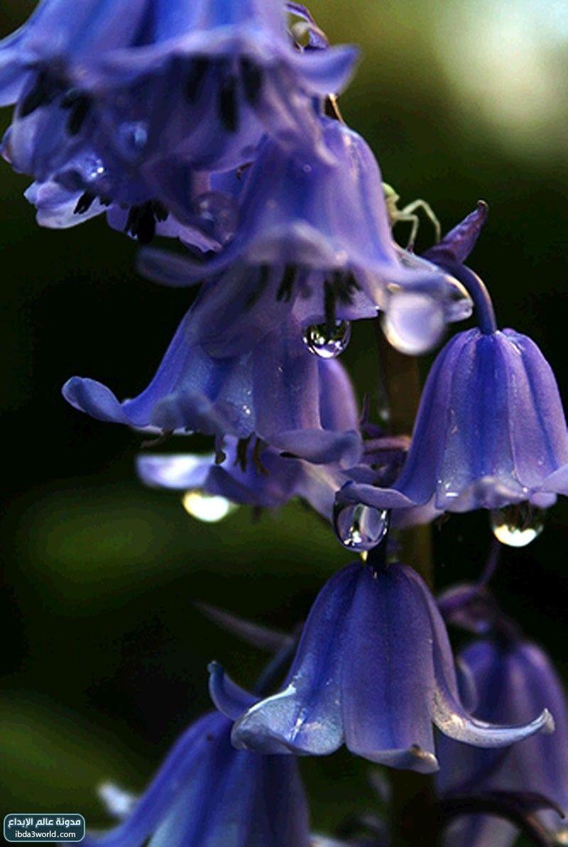 زهرة الأجراس الزرقاء Blue Bells