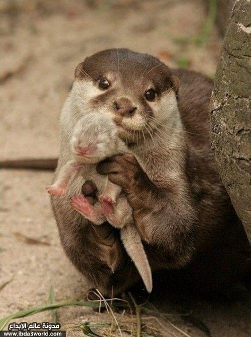 أمهات حيوانات تعشق صغارها