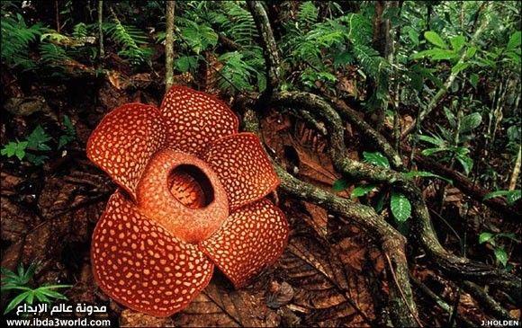 نبات رافليسيا أرنولدي Rafflesia arnoldii