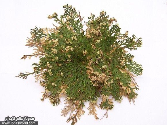 نبات البعث أو الإفاقة Selaginella lepidophylla