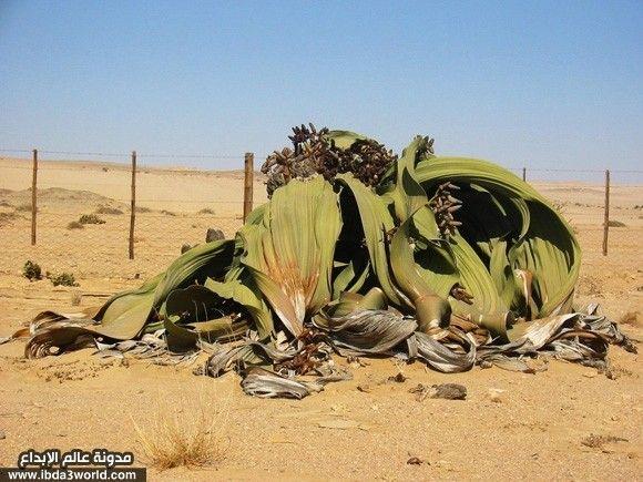 فليفيتشيا ميرابيلس Welwitschia Mirabilis