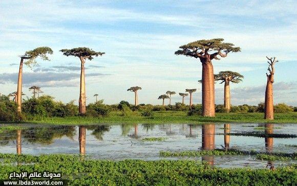 شجرة البوباب Baobab