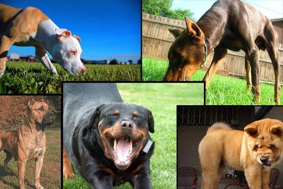 أشرس 10 سلالات كلاب في العالم