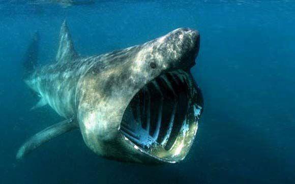  Basking Shark