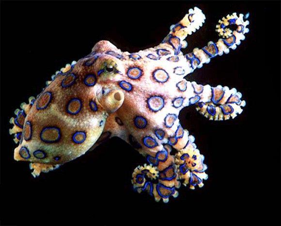 الأخطبوط ذو الحلقة الزرقاء Blue-Ringed Octopus