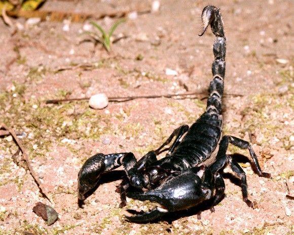 العقرب المميت Death Stalker Scorpion