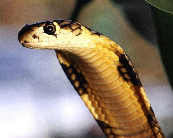 الكوبرا Cobra