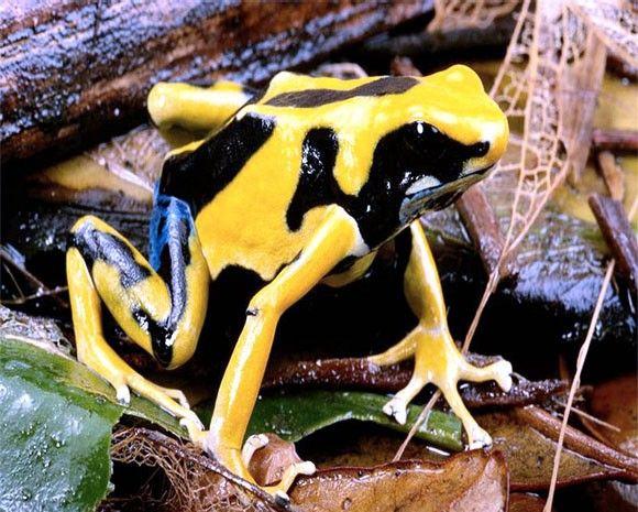 الضفدع السام ذو السهم Poison Dart Frog