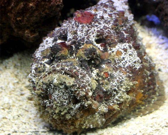 السمك الحجري Stone fish
