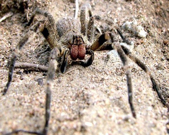 العنكبوت البرازيلي الجوال The Brazilian wandering spider