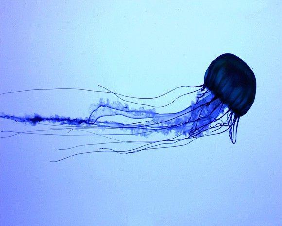 سمكة قنديل البحر المربع Box jellyfish