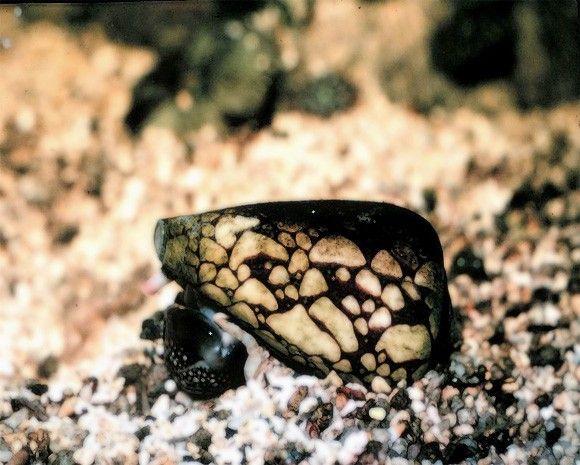الحلزون الرخامي المخروطي Marbled Cone Snail