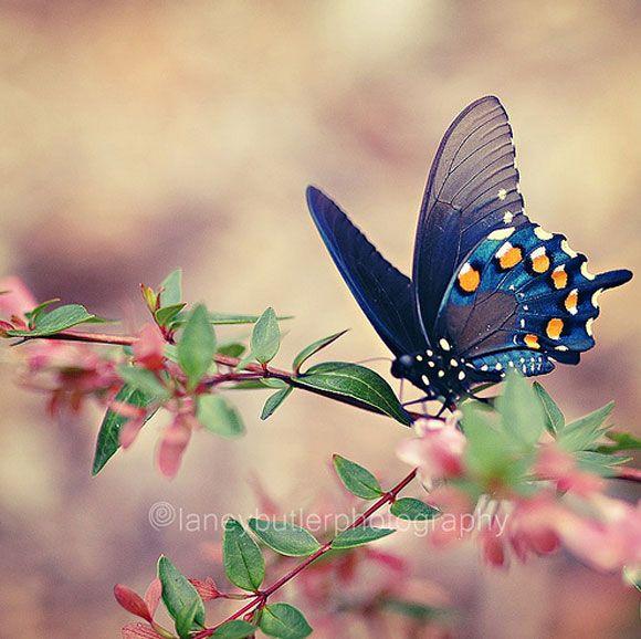 الفراشات خطافية الذيل Swallowtail Butterflies: