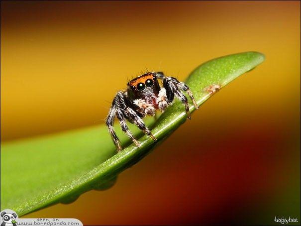 العنكبوت القفاز (النطاط) The jumping spider - Salticidae