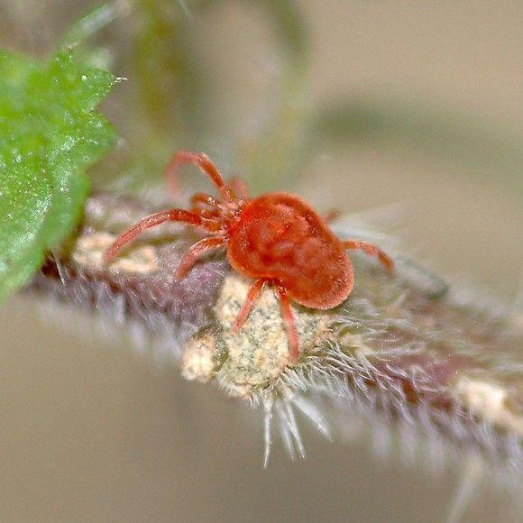عنكبوت السوس الأحمر The Red Mite Spider